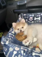 Tobias , a male Pomeranian for sale in Austin, TX – 2 of 6