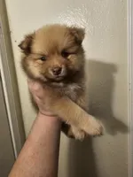 Puppy B, a male Pomeranian for sale in San Bernardino, CA – Photo 4 of 10