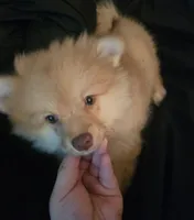 Puppy B, a male Pomeranian for sale in San Bernardino, CA – Photo 5 of 10