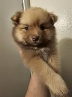 Puppy B, a male Pomeranian for sale in San Bernardino, CA – Photo 3 of 10