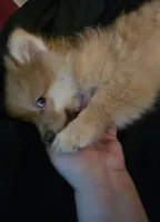 Puppy B, a male Pomeranian for sale in San Bernardino, CA – Photo 10 of 10