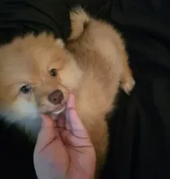 Puppy B, a male Pomeranian for sale in San Bernardino, CA – Photo 9 of 10