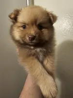 Puppy B, a male Pomeranian for sale in San Bernardino, CA – Photo 2 of 10