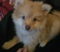 Puppy B, a male Pomeranian for sale in San Bernardino, CA – Photo 8 of 10