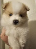 Puppy A, a male Pomeranian for sale in San Bernardino, CA – Photo 6 of 10