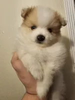 Puppy A, a male Pomeranian for sale in San Bernardino, CA – Photo 5 of 10