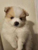 Puppy A, a male Pomeranian for sale in San Bernardino, CA – Photo 2 of 10