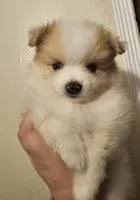 Puppy A, a male Pomeranian for sale in San Bernardino, CA – Photo 3 of 10