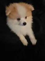 Puppy A, a male Pomeranian for sale in San Bernardino, CA – Photo 9 of 10