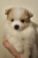 Puppy A, a male Pomeranian for sale in San Bernardino, CA – Photo 4 of 10