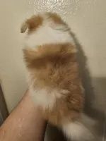 Puppy A, a male Pomeranian for sale in San Bernardino, CA – Photo 8 of 10