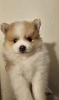 Puppy C, a male Pomeranian for sale in San Bernardino, CA – Photo 4 of 10