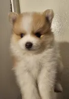 Puppy C, a male Pomeranian for sale in San Bernardino, CA – Photo 5 of 10