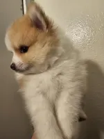 Puppy C, a male Pomeranian for sale in San Bernardino, CA – Photo 7 of 10