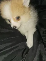 Puppy C, a male Pomeranian for sale in San Bernardino, CA – Photo 10 of 10