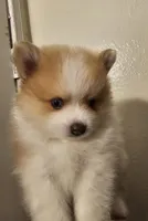 Puppy C, a male Pomeranian for sale in San Bernardino, CA – Photo 6 of 10
