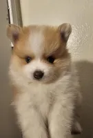 Puppy C, a male Pomeranian for sale in San Bernardino, CA – Photo 3 of 10