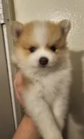 Puppy C, a male Pomeranian for sale in San Bernardino, CA – Photo 1 of 10