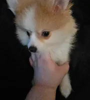 Puppy C, a male Pomeranian for sale in San Bernardino, CA – Photo 9 of 10