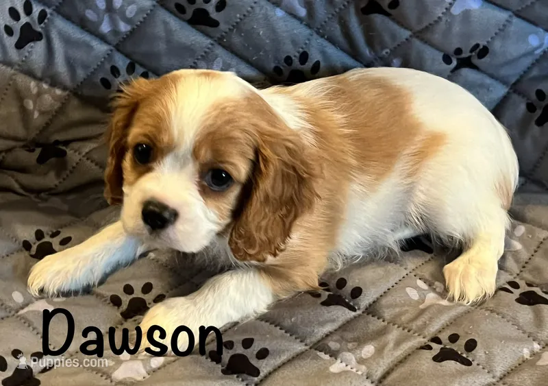 Dawson – Cavalier King Charles Spaniel puppy for sale in Zavalla, TX