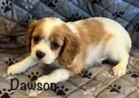 Dawson, a male Cavalier King Charles Spaniel for sale in Zavalla, TX – 1 of 1