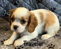 Traveler, a male Cavalier King Charles Spaniel for sale in Zavalla, TX – 1 of 1