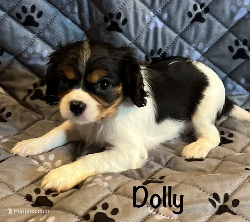Dolly – Cavalier King Charles Spaniel puppy for sale in Zavalla, TX