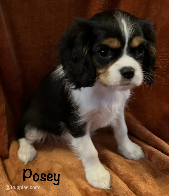 Posey – Cavalier King Charles Spaniel puppy for sale in Zavalla, TX