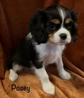 Posey, a female Cavalier King Charles Spaniel for sale in Zavalla, TX – 1 of 2