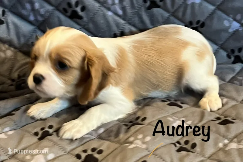 Audrey – Cavalier King Charles Spaniel puppy for sale in Zavalla, TX