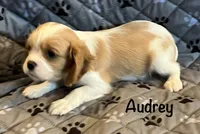 Audrey, a female Cavalier King Charles Spaniel for sale in Zavalla, TX – 1 of 1