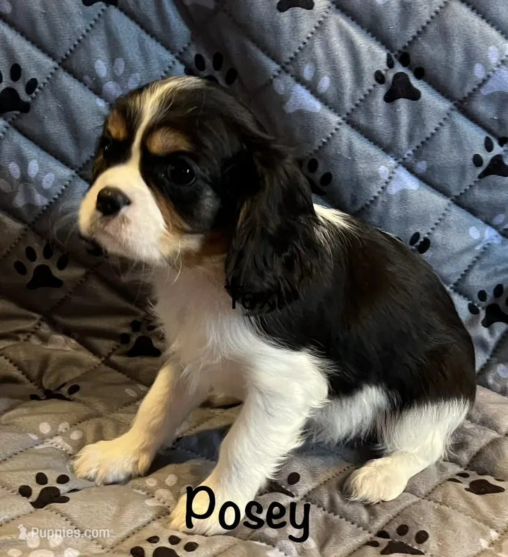 Posey – Cavalier King Charles Spaniel puppy for sale in Zavalla, TX