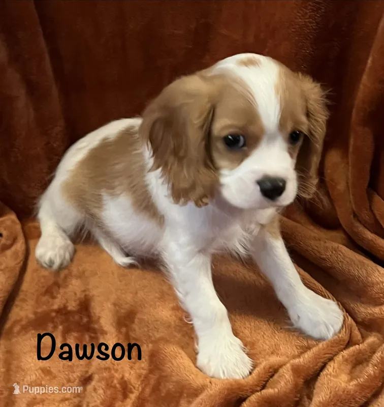 Dawson – Cavalier King Charles Spaniel puppy for sale in Zavalla, TX