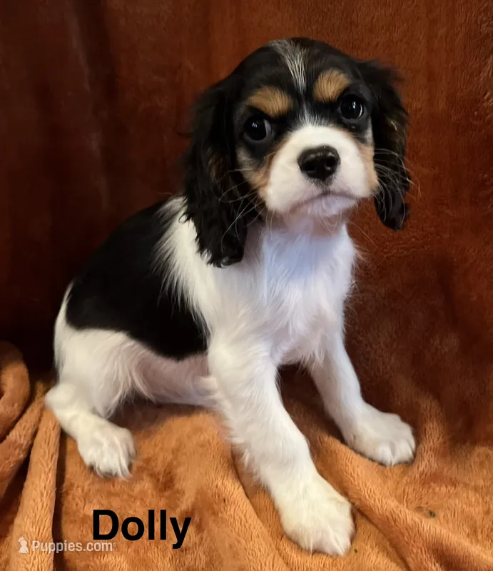 Dolly – Cavalier King Charles Spaniel puppy for sale in Zavalla, TX