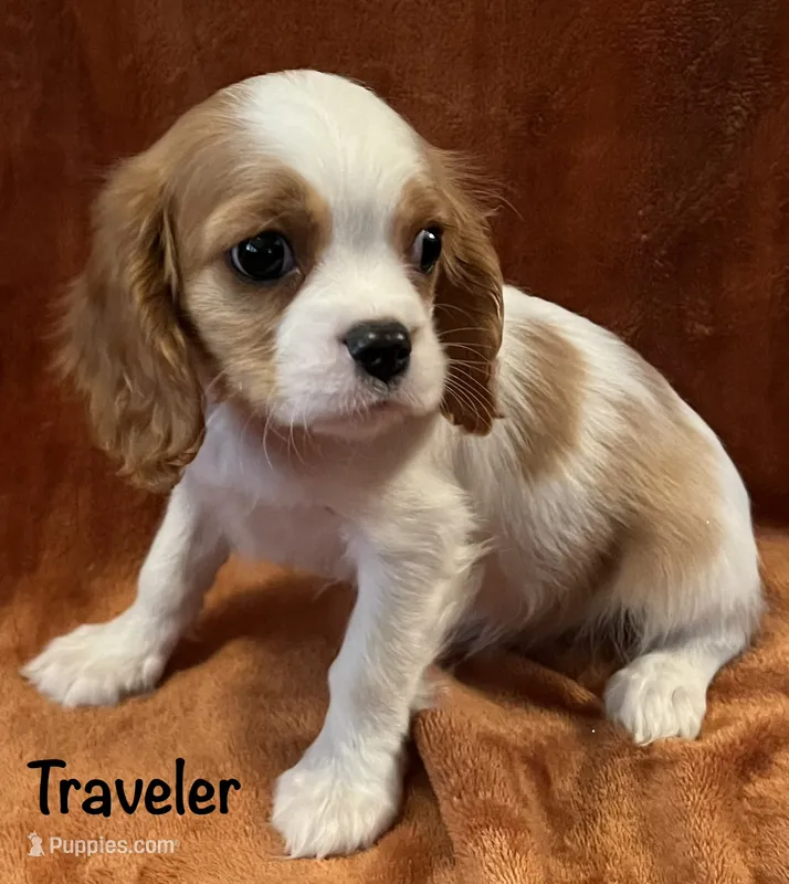 Traveler – Cavalier King Charles Spaniel puppy for sale in Zavalla, TX
