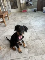 Joaquin, a male Australian Shepherd for sale in Birmingham, AL – 4 of 6