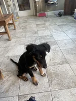 Joaquin, a male Australian Shepherd for sale in Birmingham, AL – 6 of 6