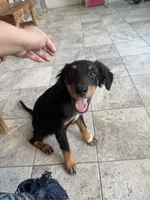 Joaquin, a male Australian Shepherd for sale in Birmingham, AL – 2 of 6