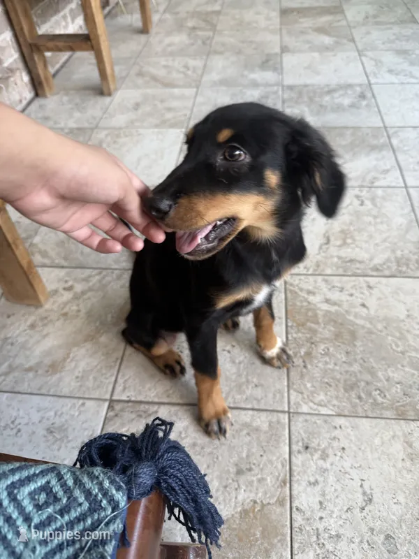 Joaquin – Australian Shepherd puppy for sale in Birmingham, AL