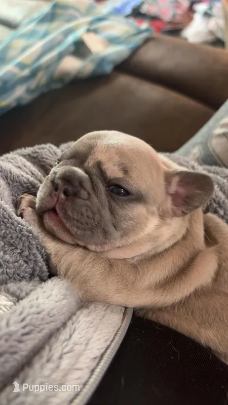 Mitzi – French Bulldog puppy for sale in Gilbert, WV