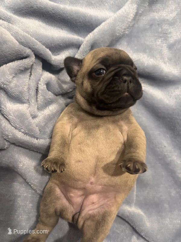 Belle – French Bulldog puppy for sale in Gilbert, WV
