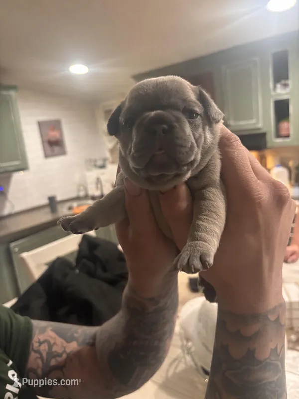 Darla – French Bulldog puppy for sale in Gilbert, WV