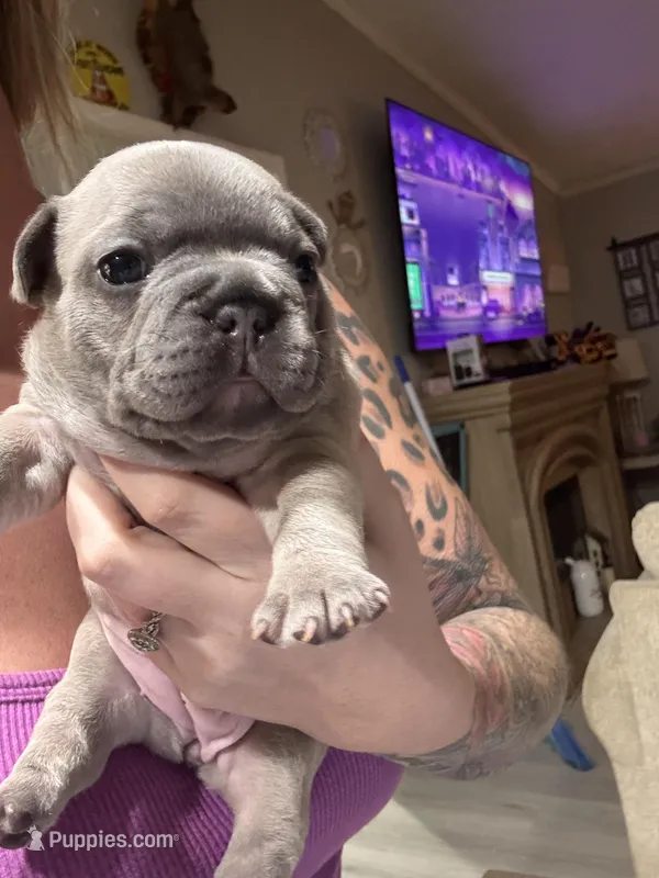Tinkerbell – French Bulldog puppy for sale in Gilbert, WV