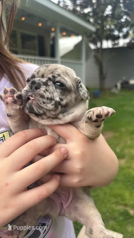 Cookie – French Bulldog puppy for sale in Gilbert, WV