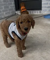 F1B Goldendoodle, a male Goldendoodle for sale in Midlothian, TX – 2 of 5