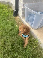 F1B Goldendoodle, a male Goldendoodle for sale in Midlothian, TX – 5 of 5