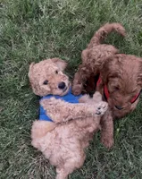 F1B Goldendoodle, a male Goldendoodle for sale in Midlothian, TX – 3 of 5