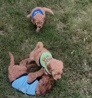 F1B Goldendoodle, a male Goldendoodle for sale in Midlothian, TX – 4 of 5