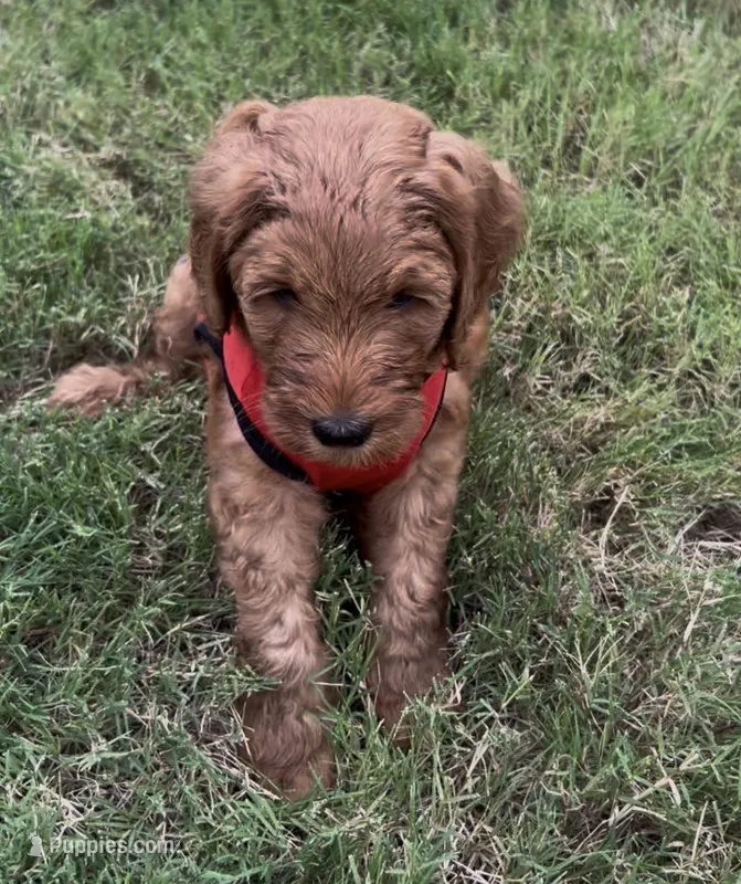 F1B Goldendoodle – Goldendoodle puppy for sale in Midlothian, TX
