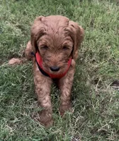 F1B Goldendoodle, a male Goldendoodle for sale in Midlothian, TX – 1 of 5